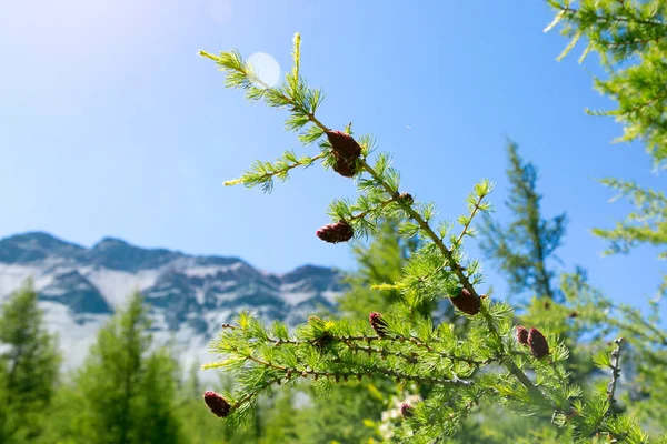 Jovens Brotos Suculentos Sementes Cedro Jovens Cones Vermelhos Cedro — Fotografia de Stock