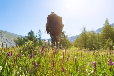 Bir adam bir sırt çantası ile bir çiçek takas yoluyla yayılıyor. Bir turist çiçekler ile güzel bir ot boyunca yürüyüş.