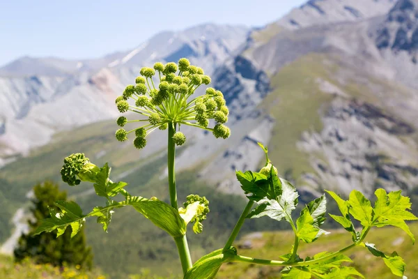 Çiçek bitki Kurai, Başqırdıstan Cumhuriyeti sembolü yeşil. Çiçek Kurai Sibirya altay dağlarında.
