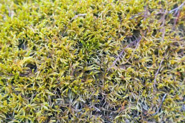 Orman moss buzlu. Sığ yosun bitki yoğun orman zemin ve kayaların üzerinde yatıyor..