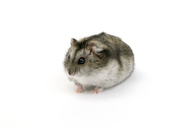 Beyaz metal sıçan. 2020 - Doğu takvimine göre, beyaz demir sıçan hamster yılı.