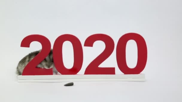 Die Weiße Maus Ist Das Symbol Des Kommenden Jahres 2020 — Stockvideo