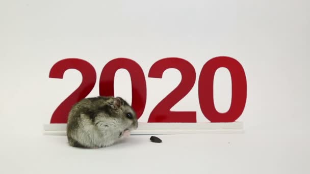 White Mouse Symbol Coming Year 2020 Gray Rodent Rat Eats — Stock Video