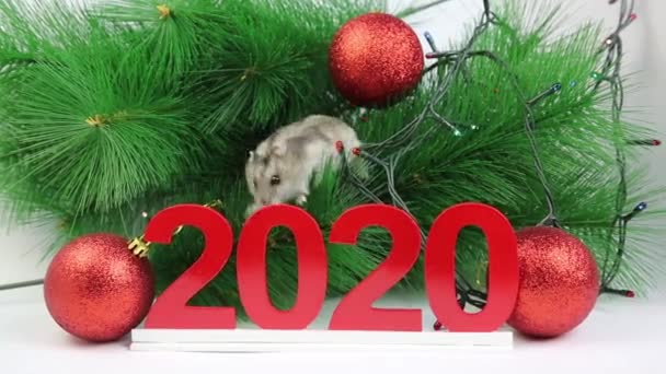 Белый Крысиный Хомяк Ветке Новогодней Ели Среди Гирлянд Около 2020 — стоковое видео