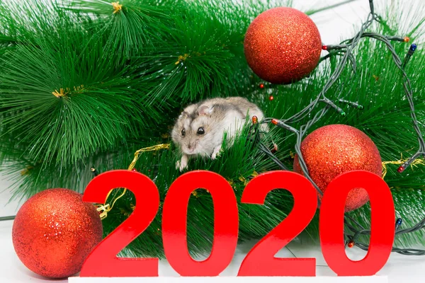 Christmas mouse among the branches of spruce. The symbol of the New Year rat runs under the tree next to the numbers 2020.