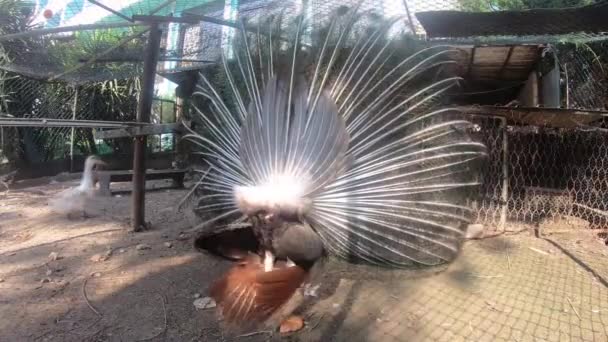 Peacock Bird Tient Arrière Caméra Queue Pelucheuse Paon Nombreux Oiseaux — Video