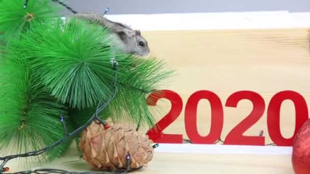 新年の木の近くにホームマウス 灰色のマウスハムスターは クリスマスツリーの枝とプラスチック2020からの数字の周りを実行します — ストック動画