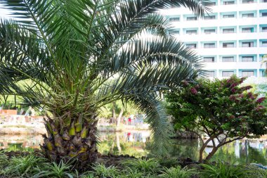 Binanın arka planında düşük bir palmiye ağacı.