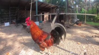 Ahırda kazlar, tavuk ve tavus kuşu. Üreme kuşları için küçük bir çiftlik, 2 kaz, 2 tavus kuşu ve tavuk.