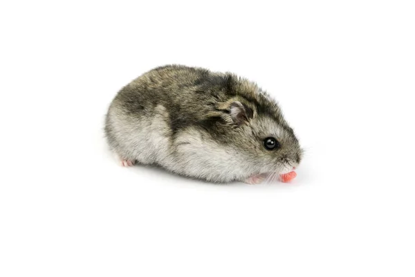 Hamster kuru kayısı yiyor. — Stok fotoğraf