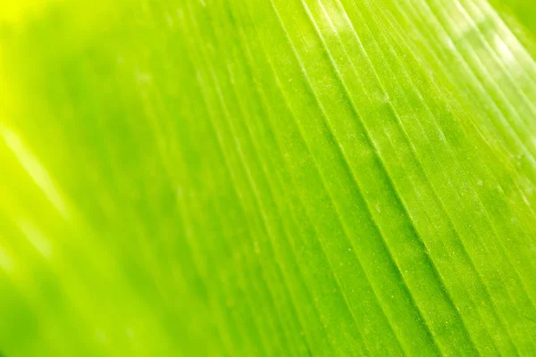 Trópusi növény levél textúra. Makró fotózás — Stock Fotó