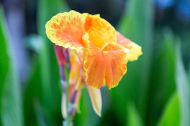 Çiçek açan sarı-turuncu çiçek.