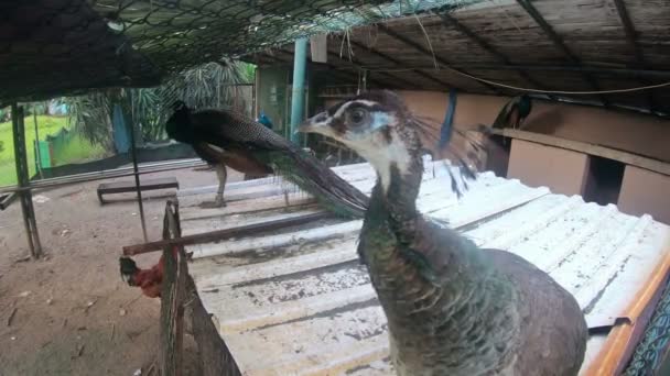 Hlava Peacocku Blízko Makro Šup Hlavy Páva Probrány Sítí Stodole — Stock video