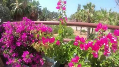 Parlak pembe çiçekleri olan uzun bir çiçek yatağı. Saksı çiçekleri evin çevresine dikilir..