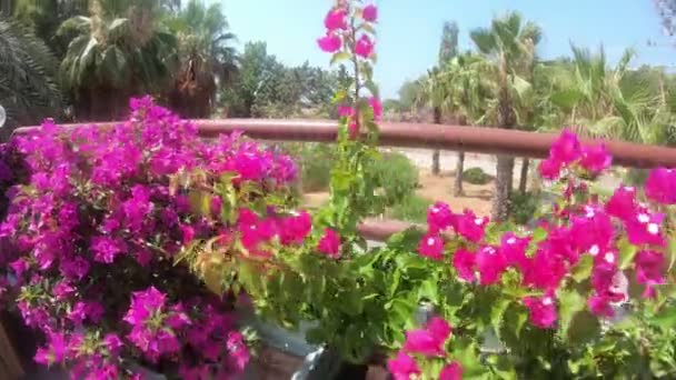 Long Flower Bed Bright Pink Flowers Potted Flowers Planted Perimeter — Stock Video