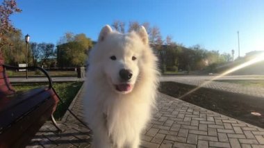 Beyaz köpek, iri yapılı köpek, sokakta yürüyor, yakından..