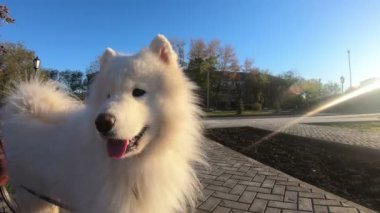 Parkta büyük beyaz bir köpek var. Beyaz köpek, iri yapılı köpek, sokakta yürüyor, yakından..