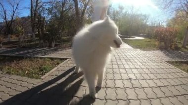 Kız kaykay yaparken tasmasıyla büyük beyaz bir köpek tutuyor köpek de buz pateni yapan bir kızı çekiyor.