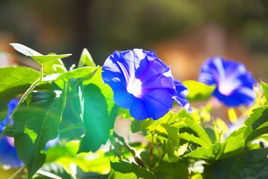 Güzel sonbahar çiçekleri, parlak güneş..