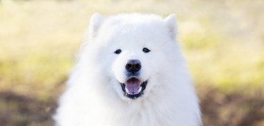 Parkta büyük beyaz bir köpek var..