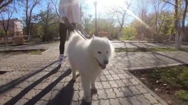 Köpek buz pateni yapan bir kızı çekiyor kız kaykay kayarken büyük beyaz bir köpeği tasmasından tutuyor.,