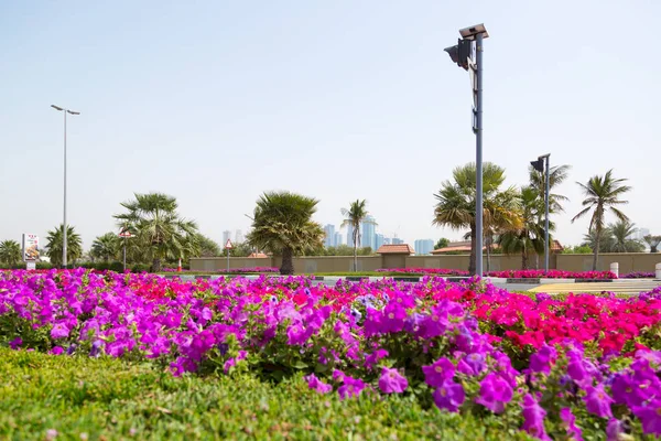 Red Flowers Planted Highway Red Flowers Planted Highway Which Luxurious — Stock Photo, Image