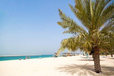 Güzel palmiyeleri olan Dubai plajı. Deniz ve kumun arka planında yemyeşil bir palmiye ağacı var. Boşluğu kopyala.