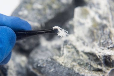 A macro photograph of fibers of mineral chrysotile asbestos taken from the host rock with tweezers. Chrysotile asbestos fiber close up. clipart