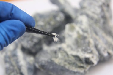 Krisotil asbest lifini kapatın. Ev sahibi kayadan cımbızla alınan mineral koza asbestlerinin makro fotoğraf lifleri..