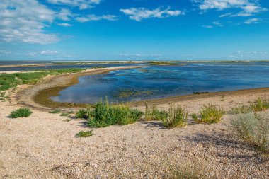 Yazın vahşi sahil manzarası, Kamishevatskaya kosa, Azov denizi, Rusya