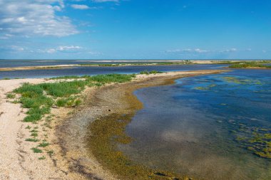 Yazın vahşi sahil manzarası, Kamishevatskaya kosa, Azov denizi, Rusya