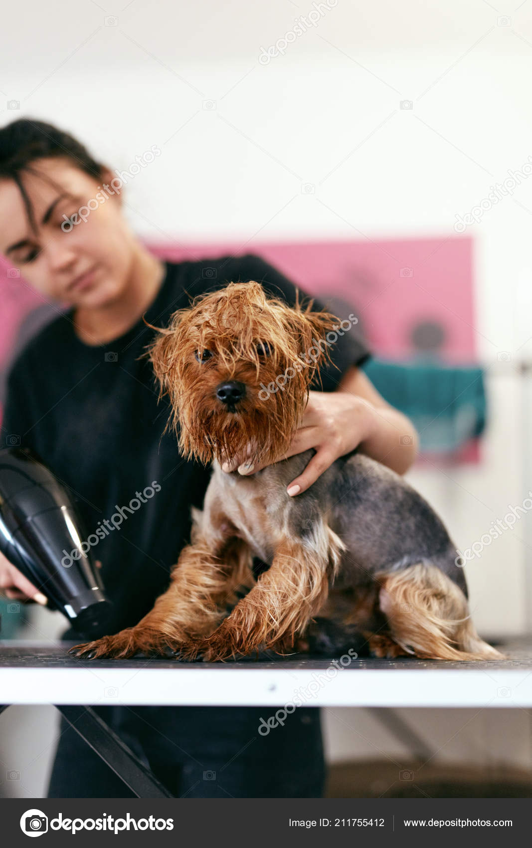 Wet dog clearance grooming