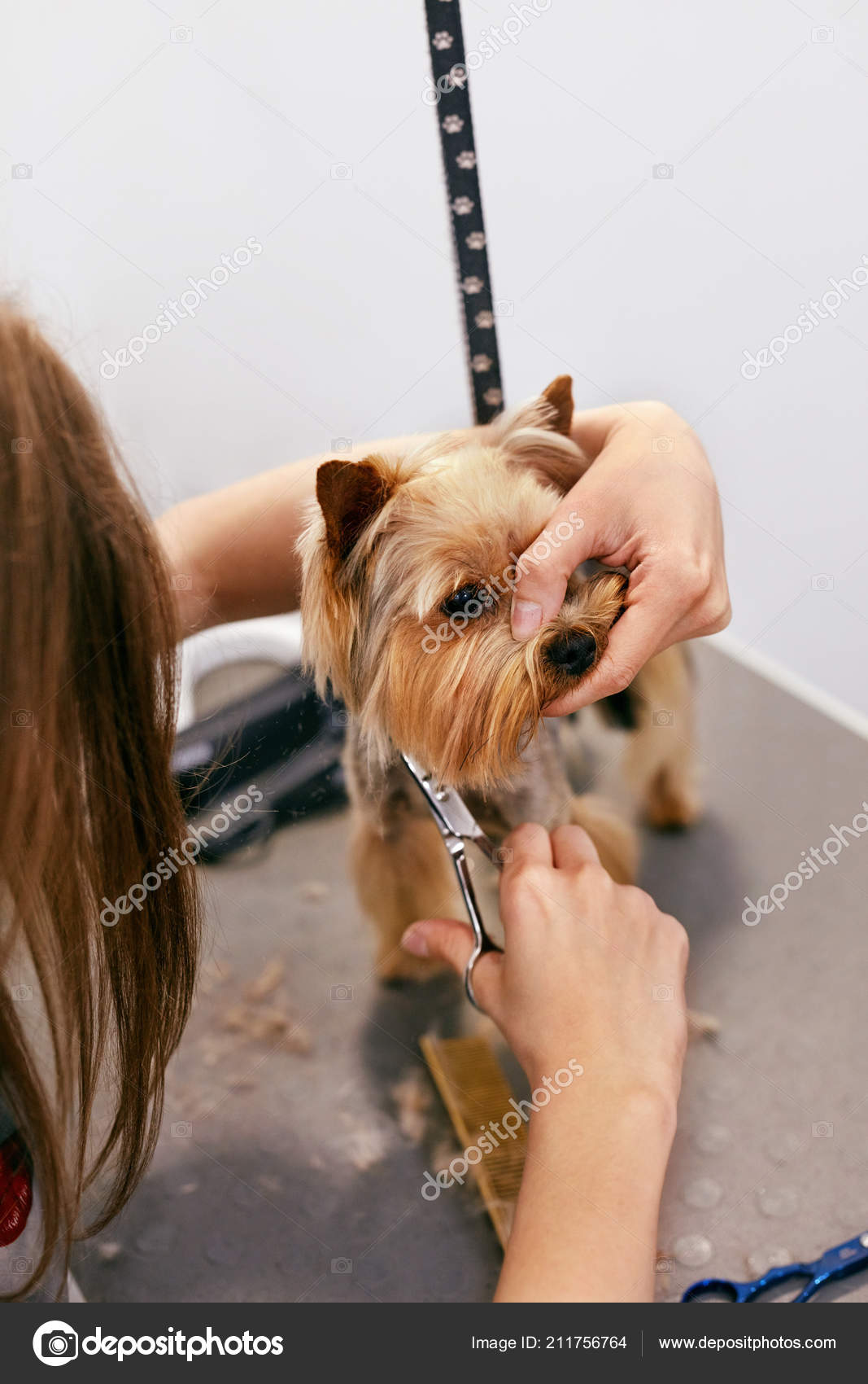 Dog Gets Hair Cut At Pet Spa Grooming Closeup Of Dog - Main Image