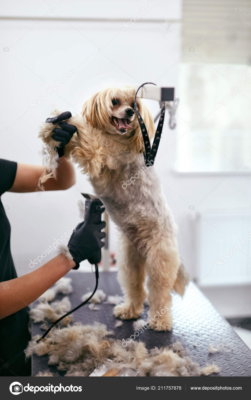 Dog Hair Cut. Groomer Grooming Dog With Trimmer At Pet Salon Stock Photo by  ©puhhha 211757878