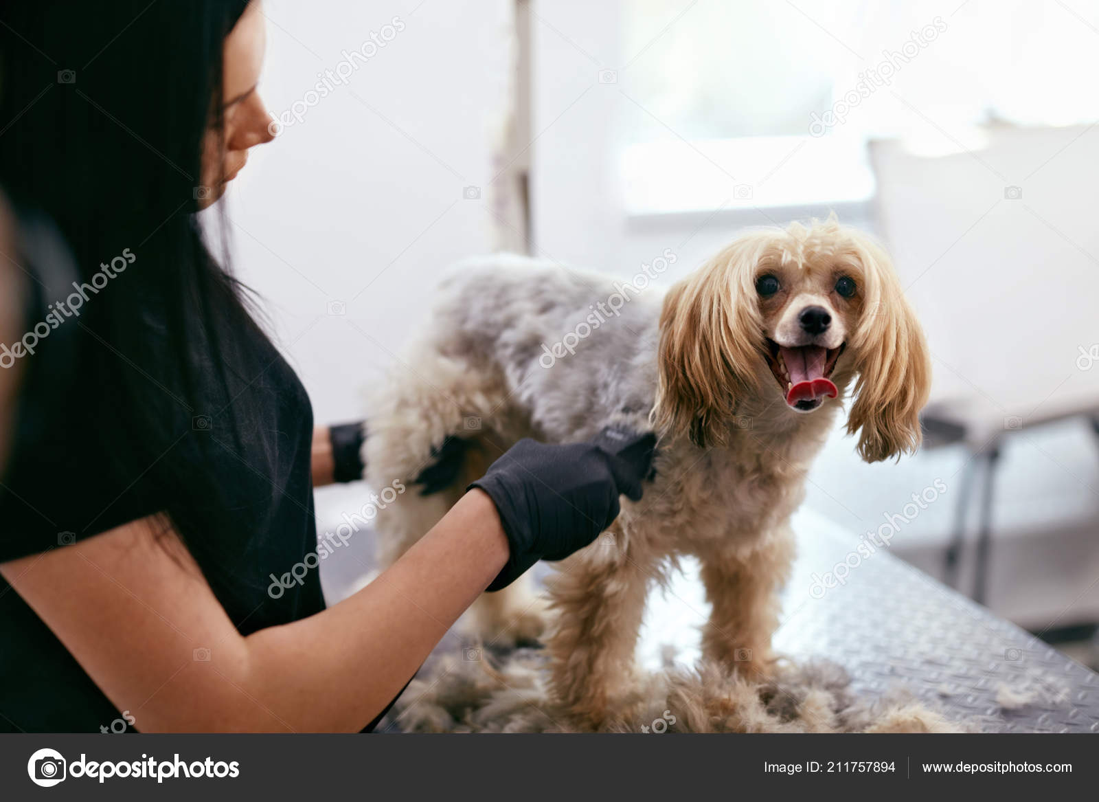 Dog Hair Cut. Groomer Grooming Dog With Trimmer At Pet Salon Stock Photo by  ©puhhha 211757894