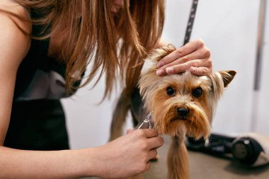 Evde beslenen hayvan Salon de damat köpek. Komik köpek alma saç kesimi