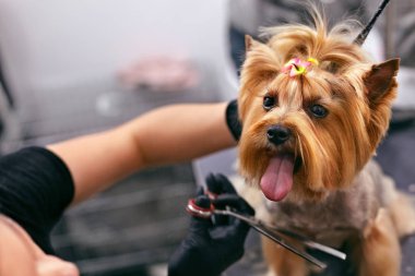 Köpek Gets saç Salon damat evde beslenen hayvan Spa keserim. Köpek closeup