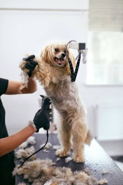Köpek Saç Tıraşı. Evcil Hayvan Salonunda Süslü Bakımlı Köpek