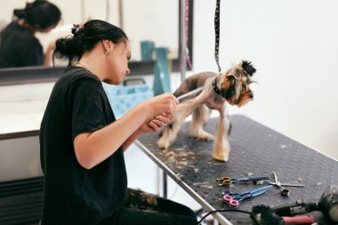Evde beslenen hayvan damat Salon. Köpek saç alma hayvan Spa Salon de kesmek