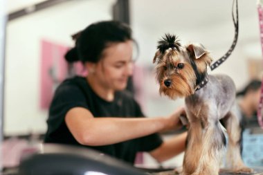 Evde beslenen hayvan damat Salon. Hayvan Spa salonu kadın damat tarafından kesilmiş köpek saç alıyorum. Yüksek çözünürlük