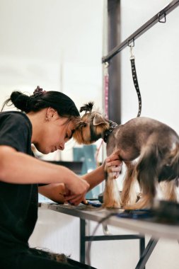 Evde beslenen hayvan damat Salon. Köpek saç alma hayvan Spa Salon de kesmek