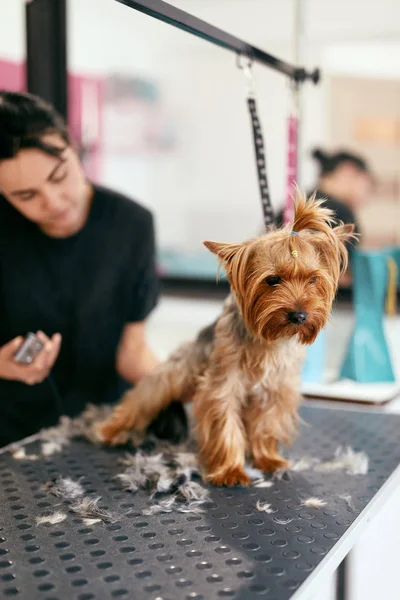 PET Grooming Salon. Hund få hår klipp på djur spasalong — Stockfoto