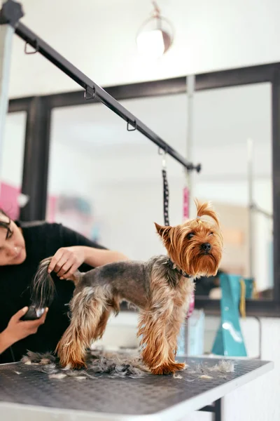 Domácí péče Salon. Pes vlasy pořezání na zvířecí Spa Salon — Stock fotografie