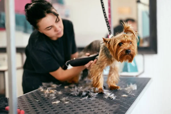 Salón de peluquería de mascotas. Perro consiguiendo corte de pelo en Animal Spa Salon —  Fotos de Stock