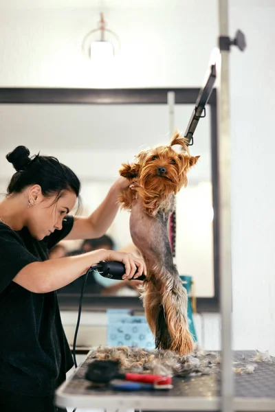 ペット グルーミング サロン。動物のスパ ・ サロンでカット犬の髪を取得 — ストック写真