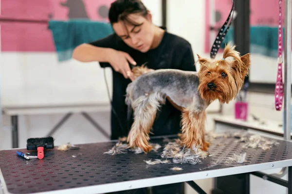 Domácí péče Salon. Pes vlasy pořezání na zvířecí Spa Salon — Stock fotografie