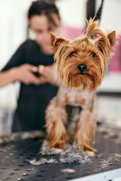 Sällskapsdjur Grooming. Kvinnan klippa hund naglar på djur spasalong — Stockfoto