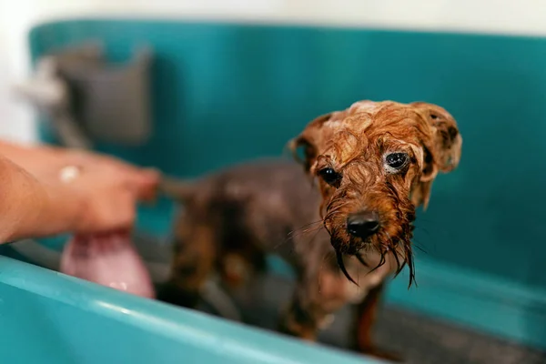Dog Wash v Pet péče Salon. Čeledín mytí legrační mokré zvíře — Stock fotografie