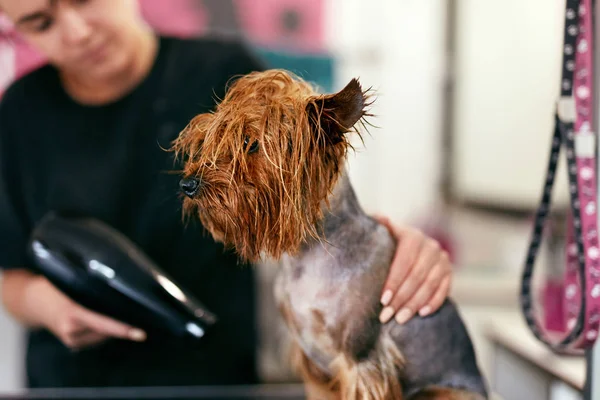 宠物美容。美容师烘干湿狗头发与烘干机在沙龙 — 图库照片