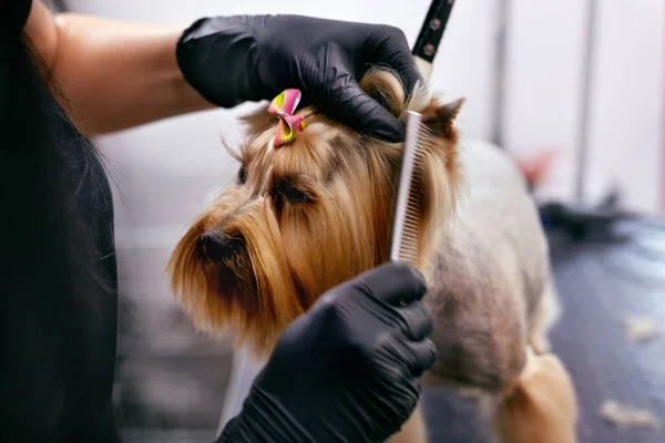 Grooming hund. Sällskapsdjur Groomer borsta hundar hår med kam på salong — Stockfoto